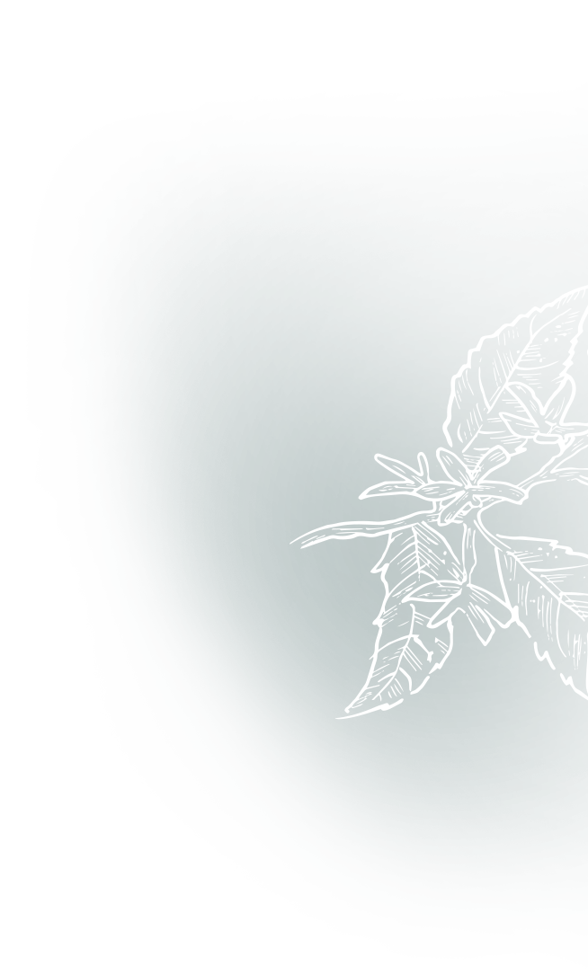 White line art of a coffee plant branch with leaves and small flowers, positioned on an irregular dark teal green shape that has rough, brush-stroke edges against a white background.